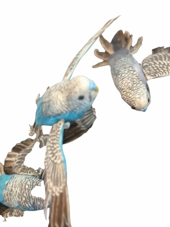 3 stk fugler til heng